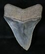 Serrated Megalodon Tooth - River in Georgia #18919-2